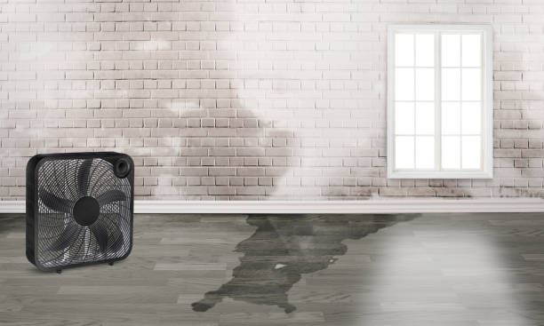 Best Local water damage restoration  in Atoka, TN